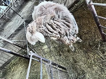 боровая матка: Продаю | Овца (самка) | Полукровка, Арашан | На забой, Для разведения | Осеменитель — 1