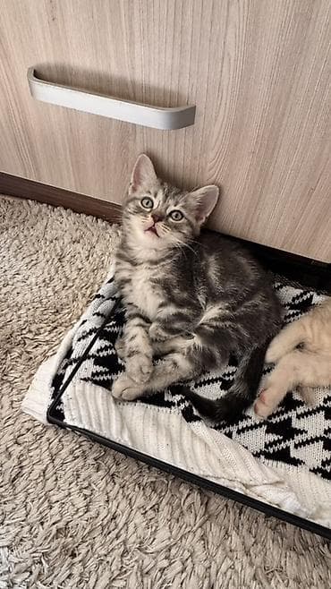 Кошки: Порода: шотландские котята (в помете есть вислоухий и прямоухий) — 1