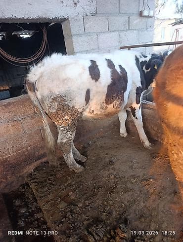 кой сой: Продаю | Музоо, торпок — 1