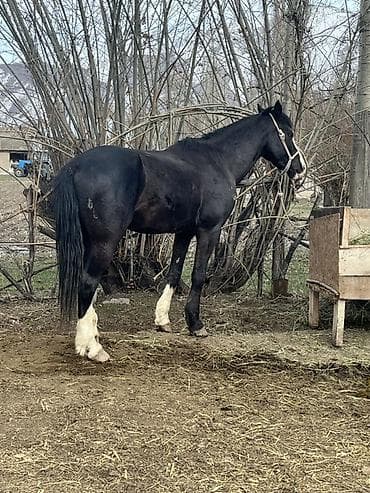 жылкынын эти бишкек: Сатам | Байтал | Жумушка — 2