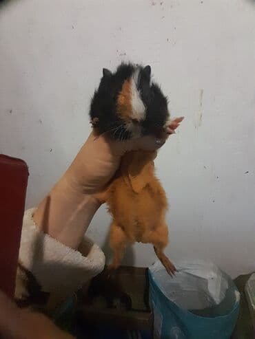 шарик для хомяка: Морские свинки, возраст от 2-5месяцев. Цена 550 сом — 5