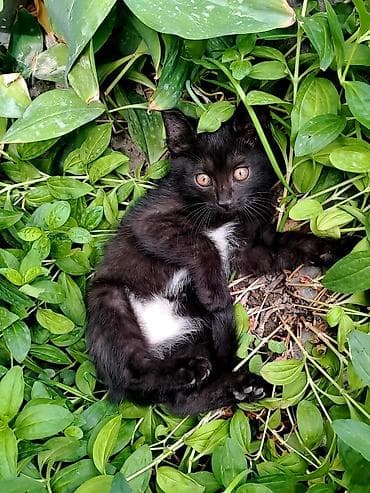 хомяк ош: Отдаём котят в хорошие руки. Город Ош. Котятам по 2 месяца. К латку — 3