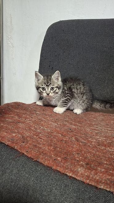 Продажа кошек: Отдаём котят в добрые руки. 1 кот,2 кошки. Мама вислоухая шатланка - — 2