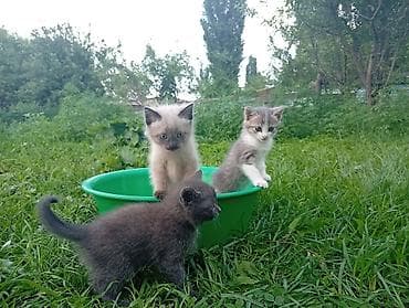 кошка манас: Кошка даром: Беспородная, 2 месяца, Мальчик — 1