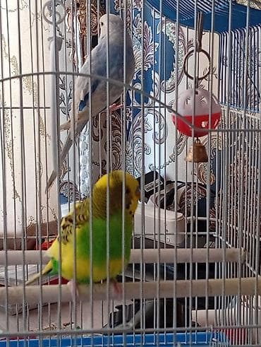 Волнистые попугаи с полной клеткой и аксессуарами. Состав набора: -