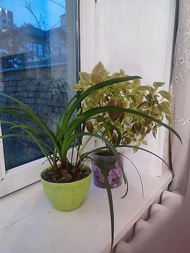 Комнатные растения: Цветы комнатные не капризные. Активный рост. Свежий грунт — 1