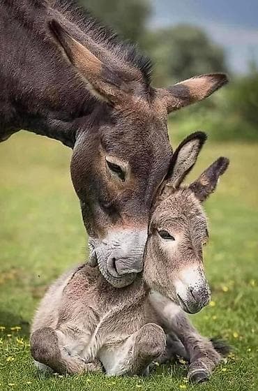 возьму кошку в добрые руки: Эшек САТЫЛАТ кодик(такайчик)менен дарылыкка(для лечение)дагы болот — 1