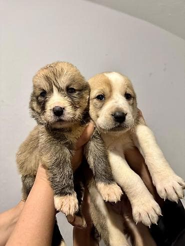 белинский афчарка: Алабай
Дата рождения: 21.12.2025 — 5