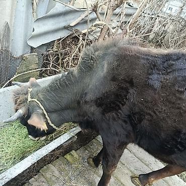 откорм: 2 жаштык кунаажын сатылат — 2