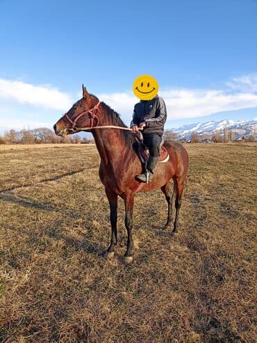 куплю собаку недорого: Продаю | Конь (самец) | Английская | Конный спорт — 6