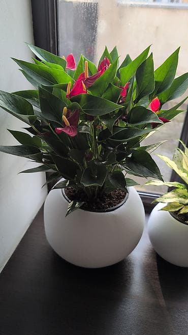 Инструменттер: Антуриум (Anthurium) в декоративном горшке - Компактный куст с — 1
