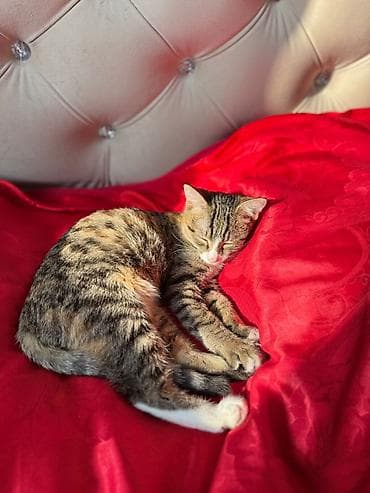 кошка в ош: 4 месяца, Мальчик, Приучена к лотку, Проглистована, С прививками — 10