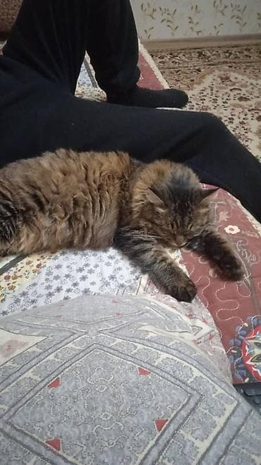 Собаки: Кошка даром: Беспородная, 3 года, Девочка, Приучена к лотку, Проглистована — 2