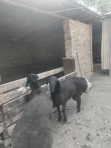 Животные: Продаю | Баран (самец) | Арашан | Для разведения | Племенные — 3