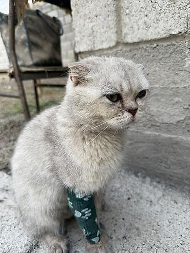 собака пудель: Кошка даром: Скотиш Фолд (Шотландская вислоухая), Девочка — 2