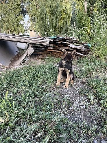 кара мышык: Овчарка, 2 айлык, Ургаачы, Эмделген — 4