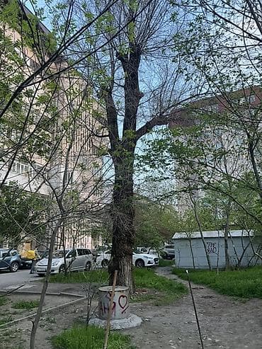 куплю тополь карагач: Декоративная древесина/стволовые заготовки с ярко выраженной фактурой — 3