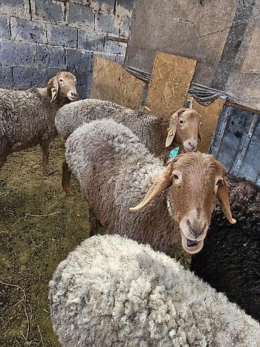 бээ тай: Продаю | Овца (самка) | Для разведения | Матка — 2