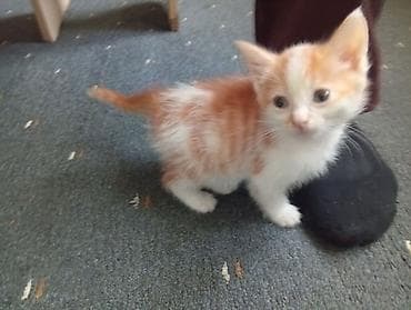 кошка талас: Кошка даром: Египетский мау, 2 месяца, Мальчик — 4
