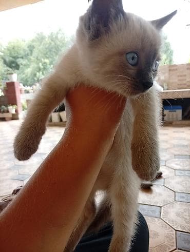 Животные: Котята домашние, ручные. - Окрас: один тигровый табби с — 2