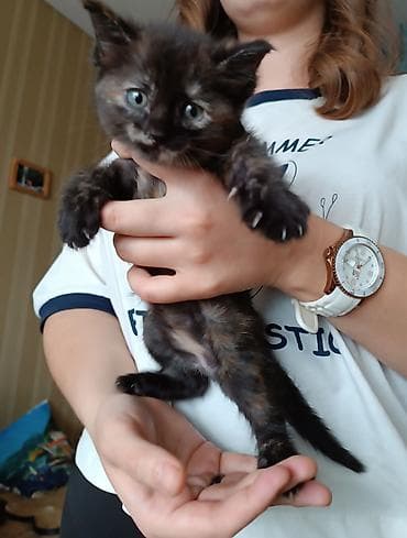 Котёнок черепахового окраса - Полудлинная мягкая шерсть с мраморными