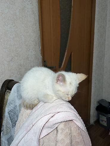 белый кошка: 2 месяца, Мальчик, Белый, Приучена к лотку — 3