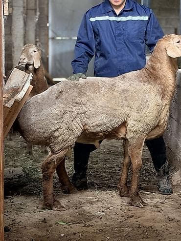 Животные: Продаю | Баран (самец) | Арашан, Эдильбаевская | Для разведения | Племенные — 4