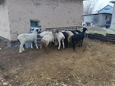 Башка жаныбарлар: Сатам | Ургаачы кой (ургаачы) | Аргын | Көбөйтүү үчүн | Токту — 3