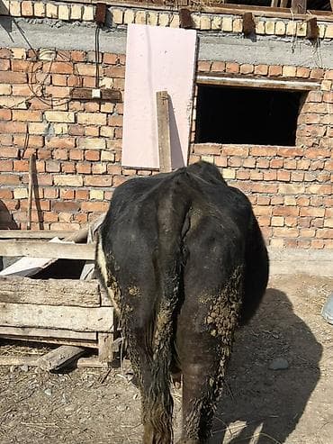 драбилка кду 2: Сатам | Уй (ургаачы) | Сүт алуу үчүн | Байланган — 2