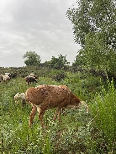 Продаю | Баран (самец) | Арашан | Осеменитель — 3