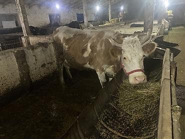 для быков: Продаю | Корова (самка) | Для молока | Привязанные — 5