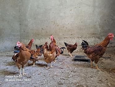 животные кошки: Продаю | Куры — 2