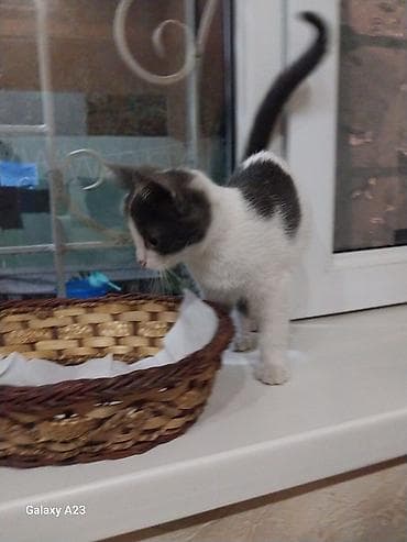 Отдам даром кошку: Котёнок тигрового окраса девочка. Белый с серым мальчик, отдам в — 9