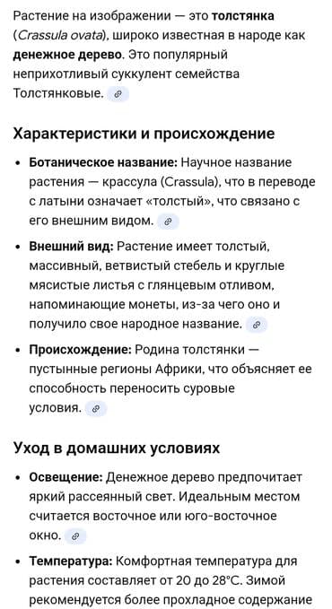Диффенбахтар: Новогодняя распродажа: 5 цветков Денежное дерево( толстянка)- — 3