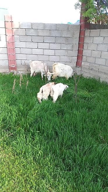 альпийская коза цена: Продаю | Коза (самка) | Для разведения — 2