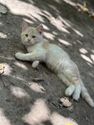 возьму кошку в добрые руки: Мышык бекер берилет: Породасыз, Ургаачы — 3