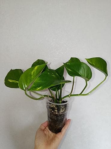 Эпипремнум золотистый Растение цветок (сциндапсус, Epipremnum aureum)