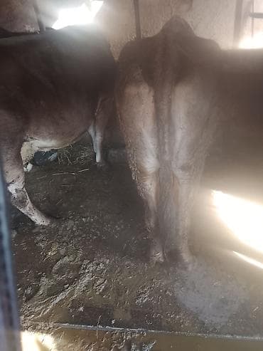 осеменение коров: Продаю | Корова (самка) | Для разведения | Привязанные — 2