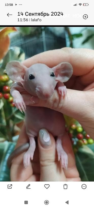 амстафф бишкек: Привет друзья. в питомнике Rat hause Love, родились новые детки — 7