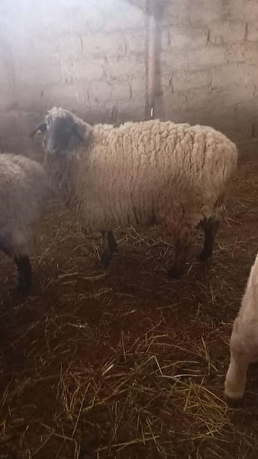 сельскохозяйственные животные продажа: Продаю | Овца (самка) | Для разведения | Племенные — 1