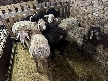 перепелки несушки: Продаю | Баран (самец) | Для разведения | Матка — 5