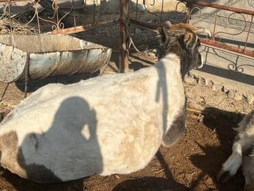 купить собаку шпица недорого: Продаю | Музоо, торпок | Полукровка | На откорм | Привязанные — 2