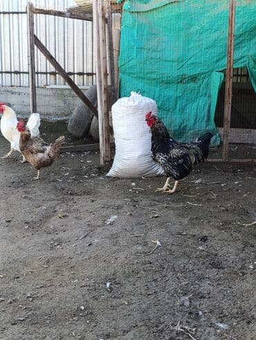 купить корм для перепелов несушек: Продаю | Петух | Для разведения — 10