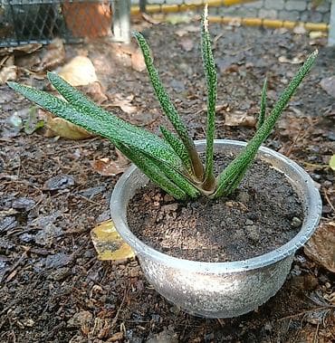 aloe vera: Комнатные растения Подойдут для начинающих: неприхотливы, устойчивы к — 3