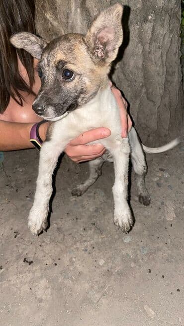 Девочка, примерный возраст 2,5-3 мес. Очень игривая, детей не кусает at lalafo.kg Девочка, примерный возраст 2,5-3 мес. Очень игривая, детей не кусает