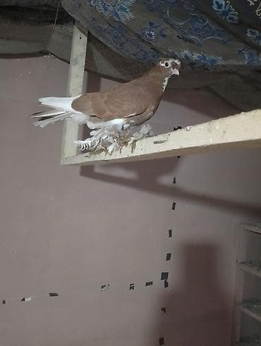 яйцо индюка купить: На игру в роде голубка будет — 3