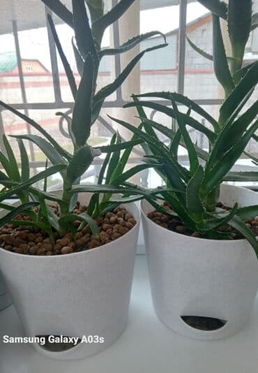 сколько стоят гипсофилы: Большие по 400 сомов Маленькие по 200 сом Всё как на фото выглядит, в — 3