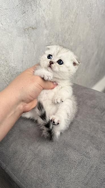 Продается котенок