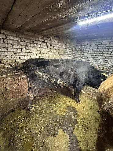 принимаем кукурузу: Продаю | Бык (самец) | На откорм | Племенные — 5