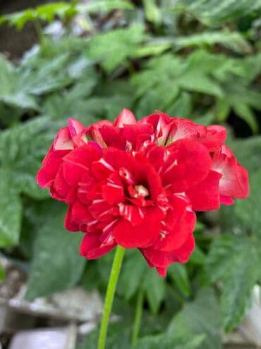 асбест бишкек: Пеларгония (плющелистная) — 2